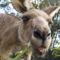 京东11.11:澳洲航空 上海-悉尼往返含税机票 2